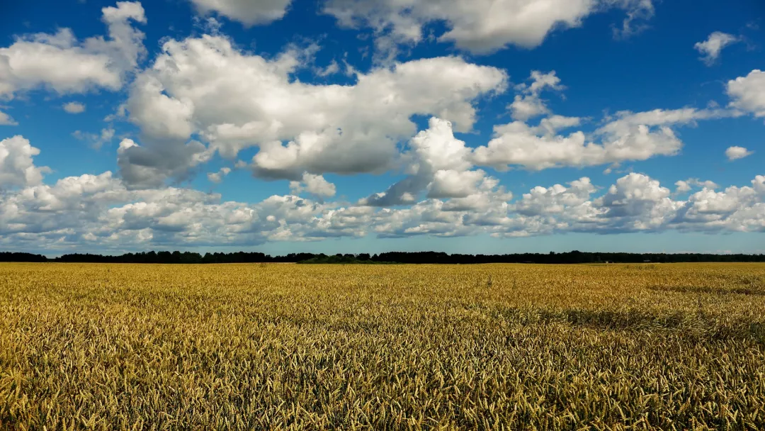 Wheat fields
